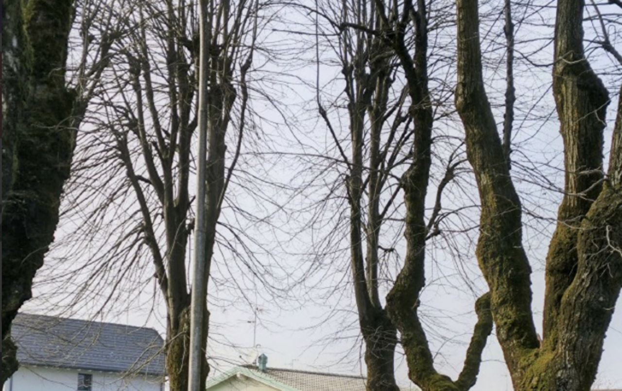 Viale dei Tigli: necessaria manutenzione per 163 alberi