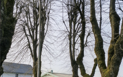 Viale dei Tigli: necessaria manutenzione per 163 alberi