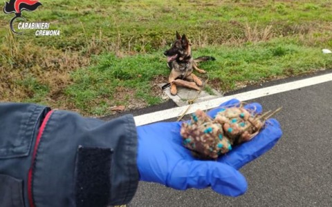 Cani malati dopo aver mangiato cibo sospetto: controlli attivati nella zona dell’ospedale