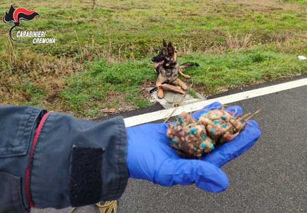 Cani malati dopo aver mangiato cibo sospetto: controlli attivati nella zona dell’ospedale
